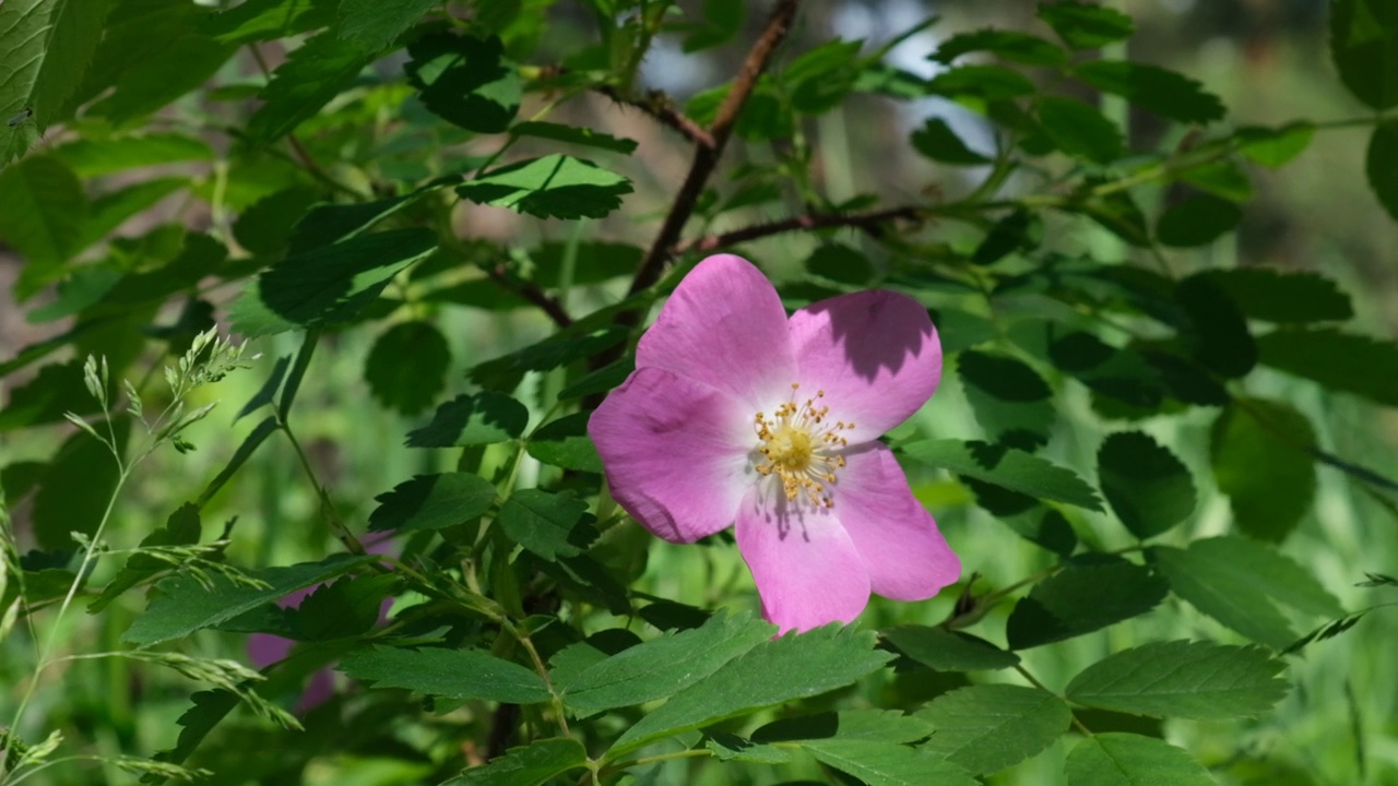 狗玫瑰花的特写(Rosa canina)粉红色野生玫瑰的花视频素材