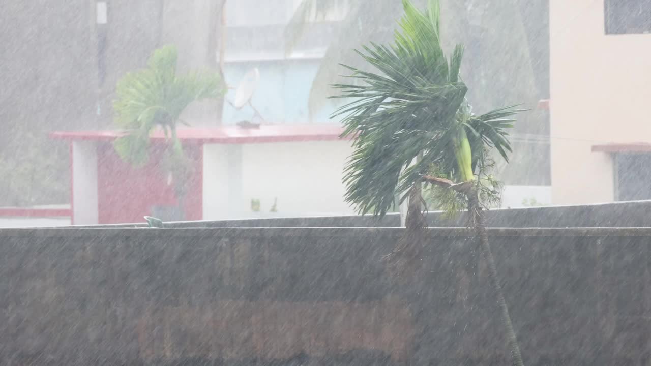 一棵树在雨中和强风中被慢镜头记录下来。视频下载