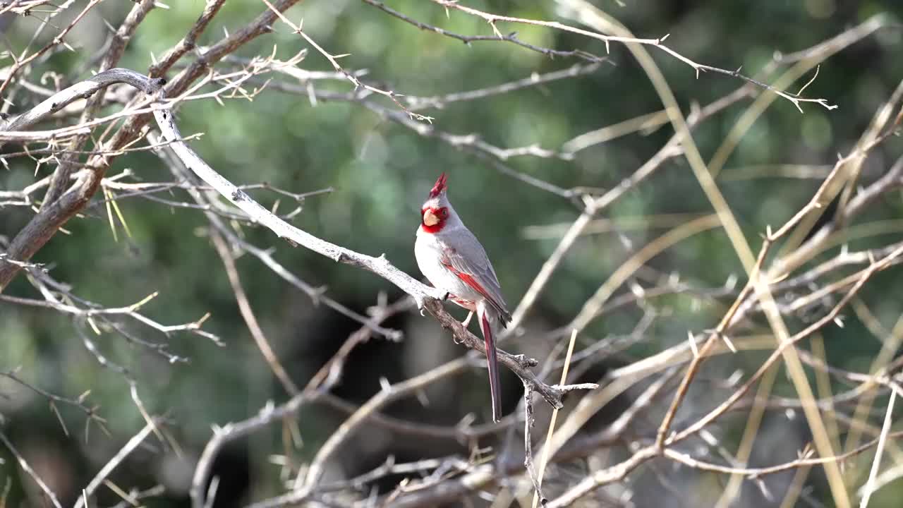 雄鸟视频素材