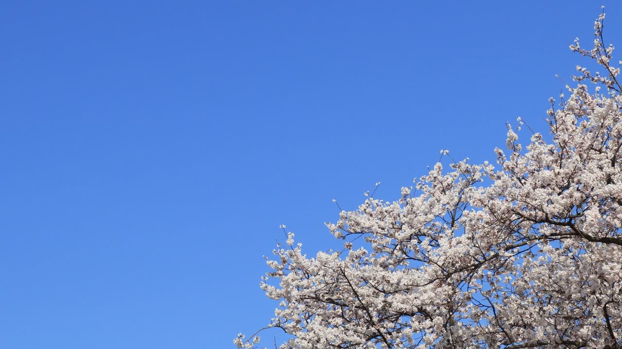 樱花的运动背景，樱花盛开，和蓝色的天空视频素材