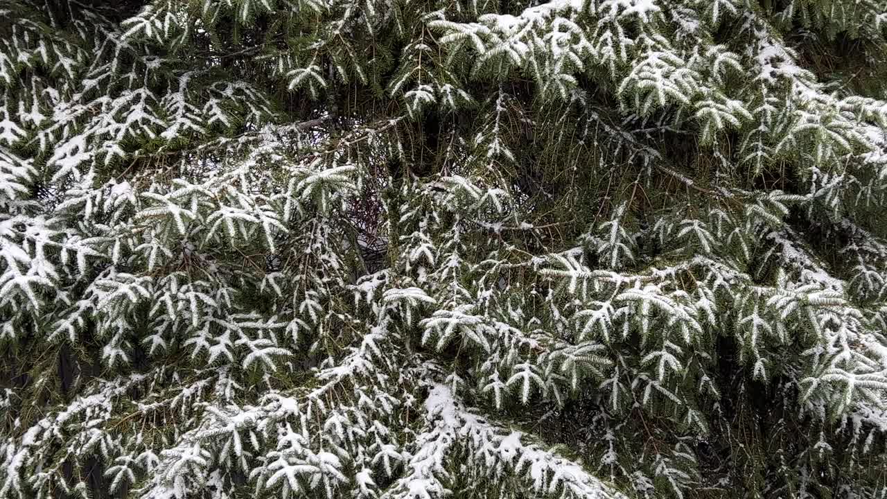 在冬天的森林里，云杉树枝盖住了积雪。视频素材