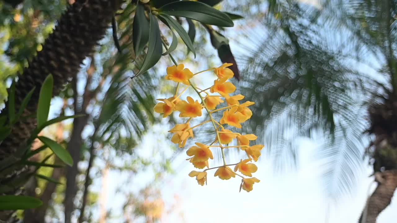 黄色的野兰花栖息在西双版纳的棕榈树上，被风轻轻地吹着。视频素材