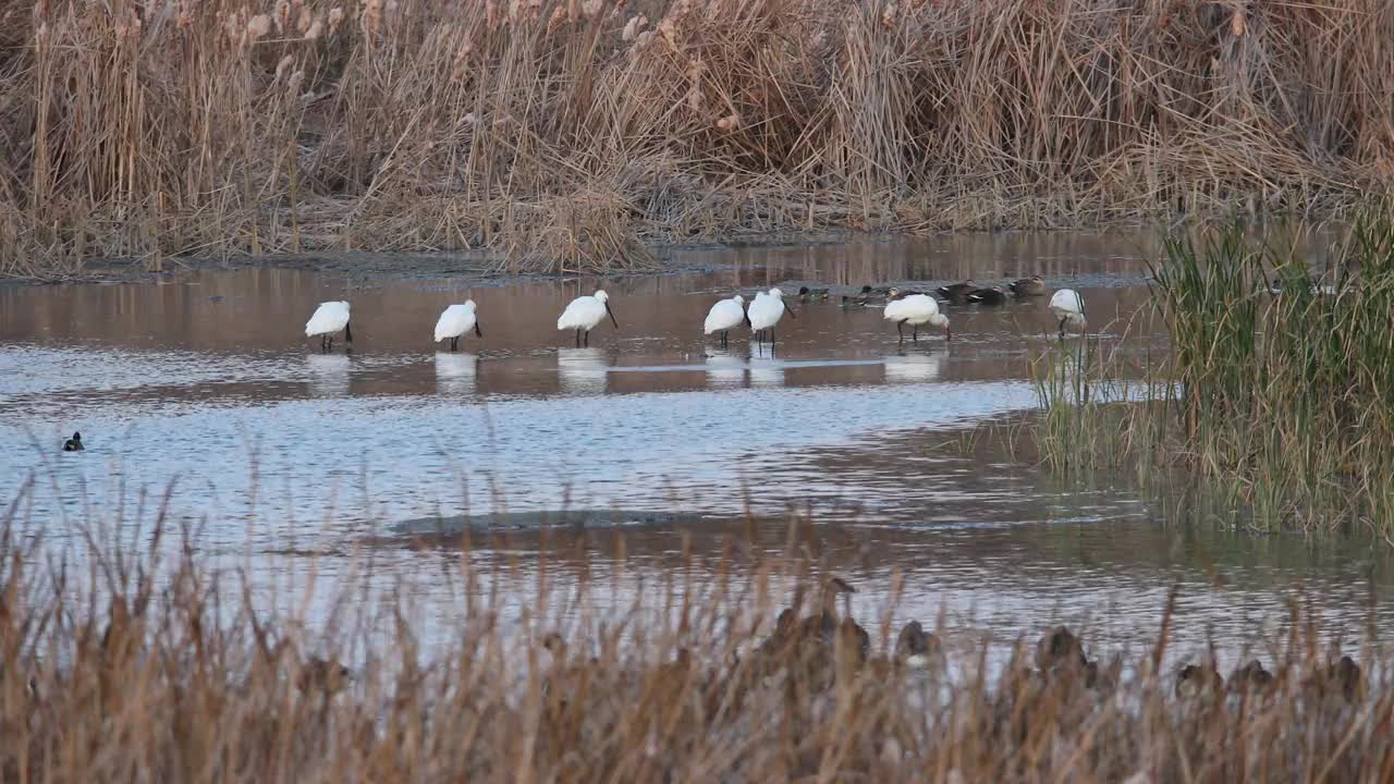 韩国京畿道坡州市水库附近的一群欧亚琵鹭(Platalea leucorodia)视频素材