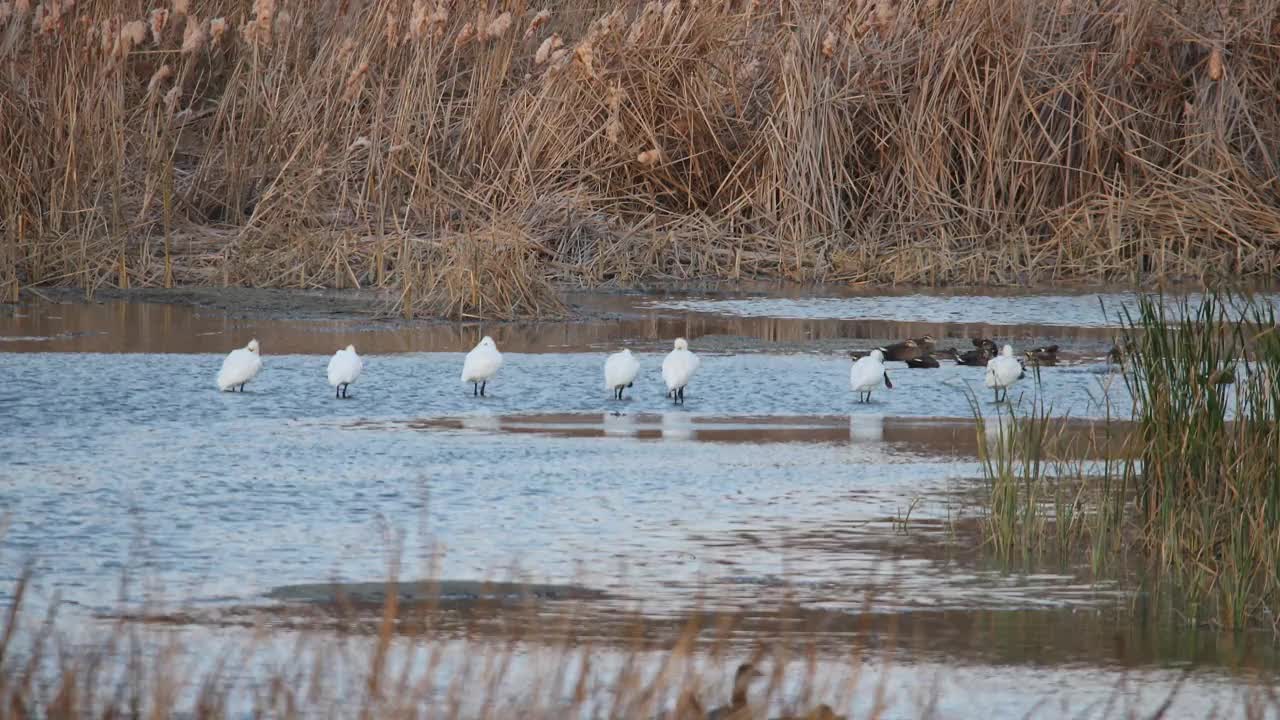 韩国京畿道坡州市水库附近的一群欧亚琵鹭(Platalea leucorodia)视频素材