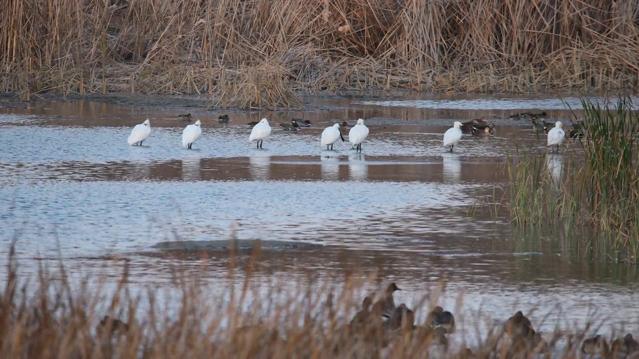 韩国京畿道坡州市水库附近的一群欧亚琵鹭(Platalea leucorodia)视频素材