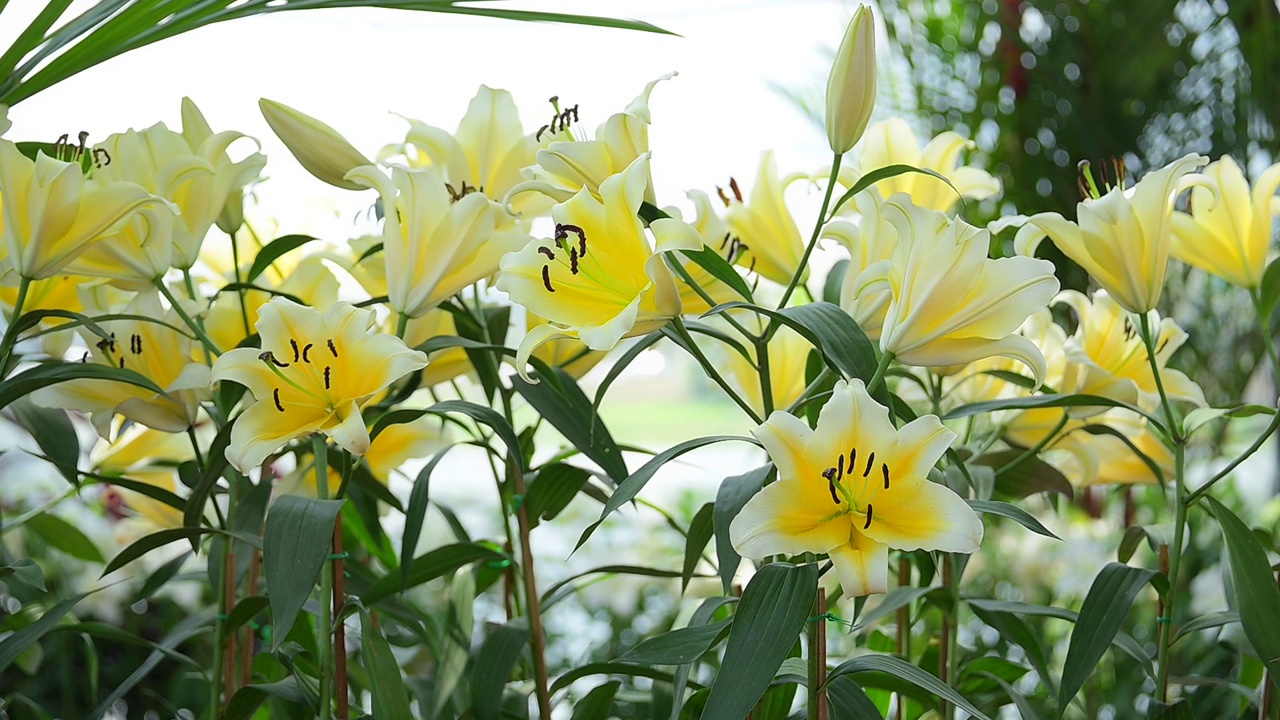 花园里美丽的黄百合，慢动作的自然背景视频素材