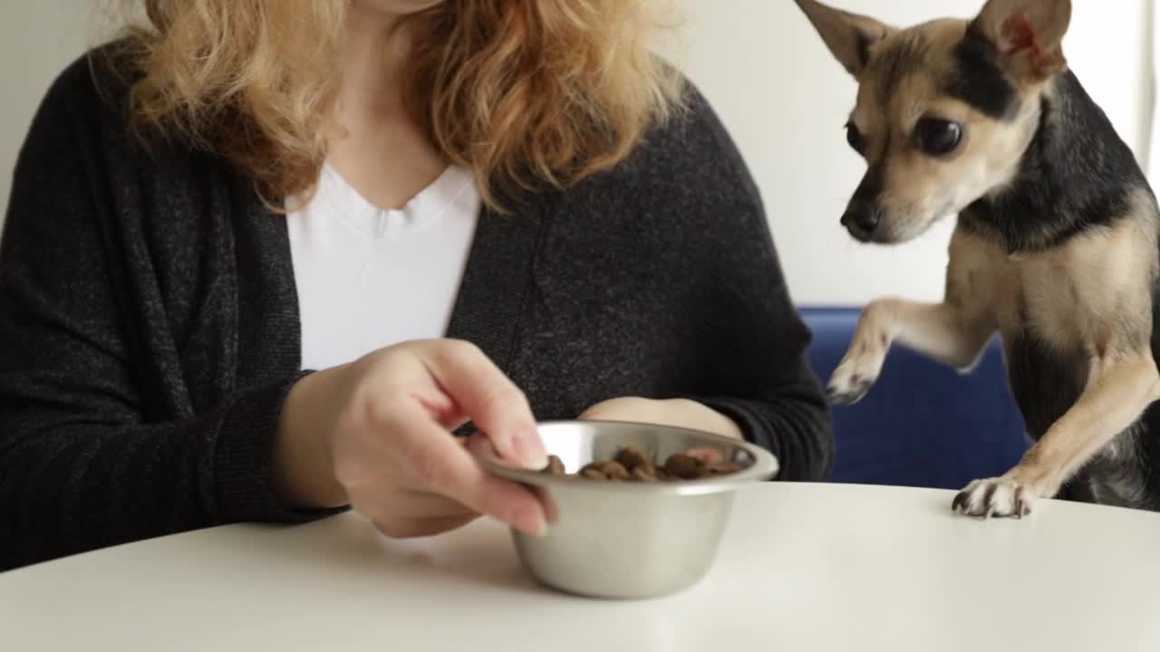 主人在家里的餐桌上用狗碗喂小狗宠物食物视频素材