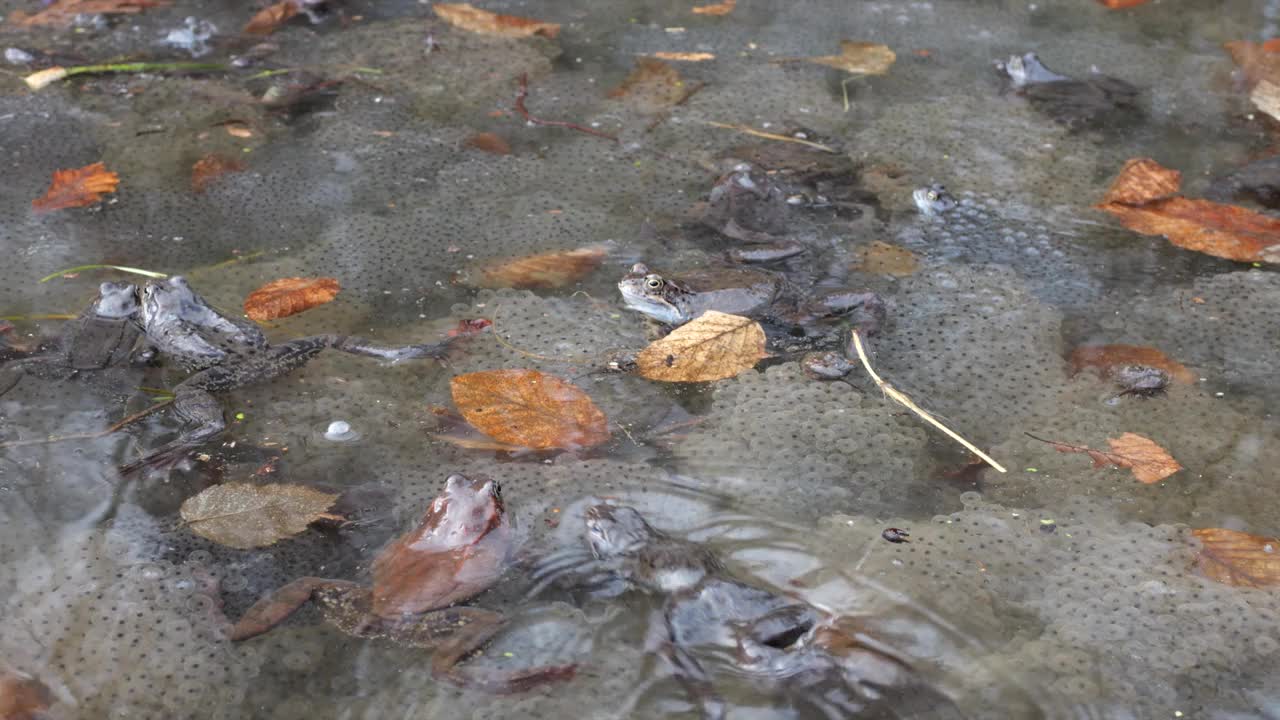 泉水池塘里的青蛙和鱼子酱。视频素材