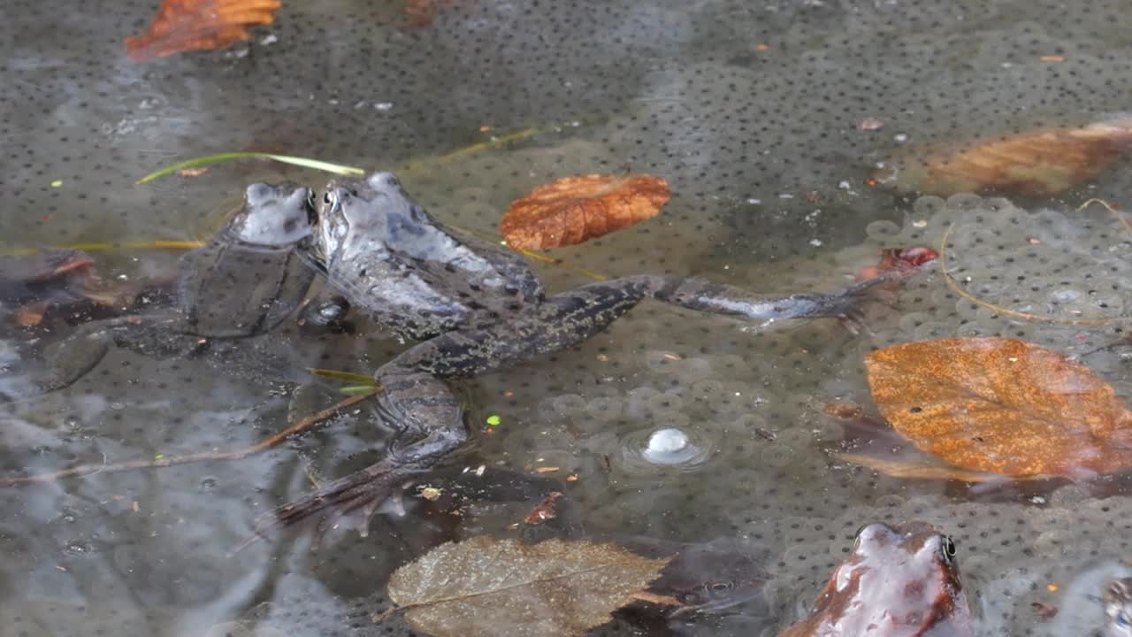 泉水池塘里的青蛙和鱼子酱。视频素材