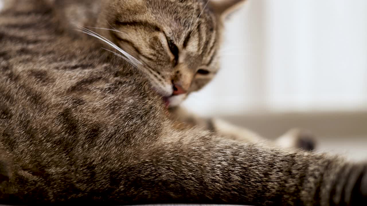 虎斑猫躺在地板上用舌头清洁皮毛视频素材