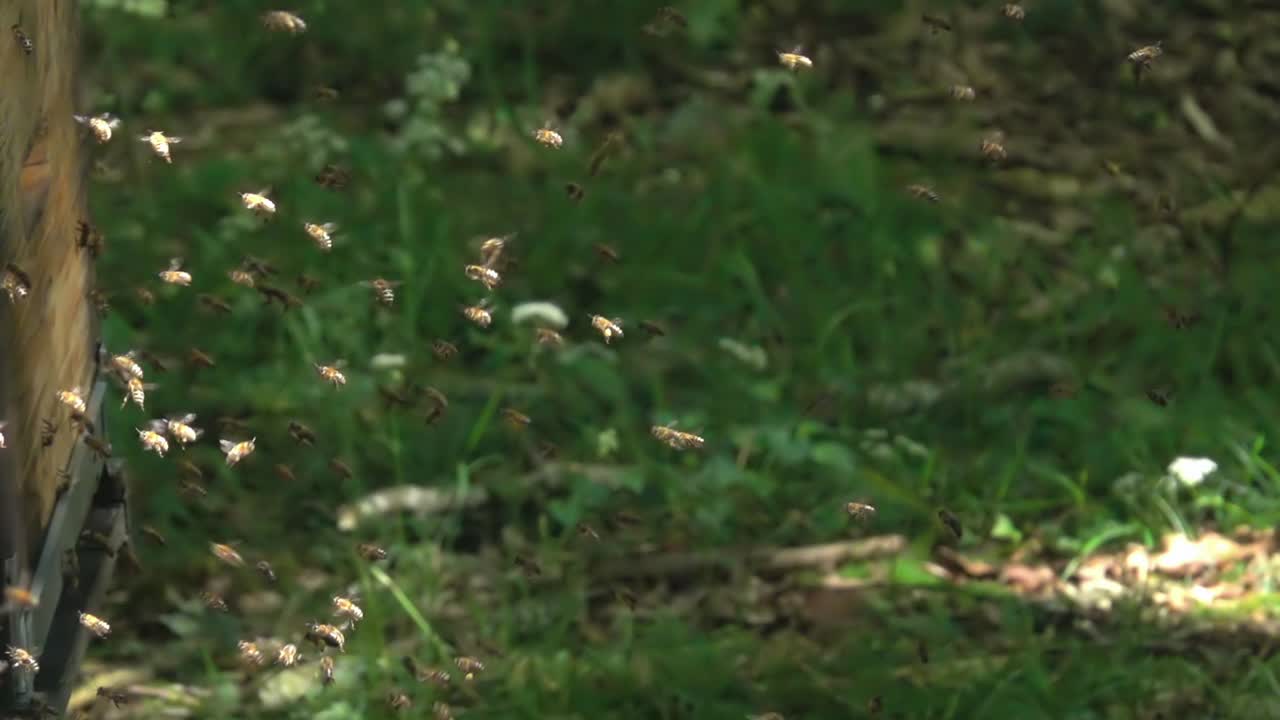 蜜蜂视频素材