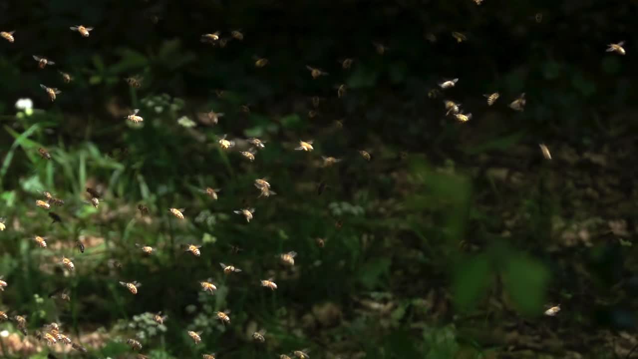 蜜蜂蜂群飞视频素材