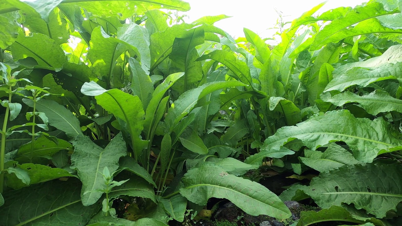 植物生长在水面上视频下载