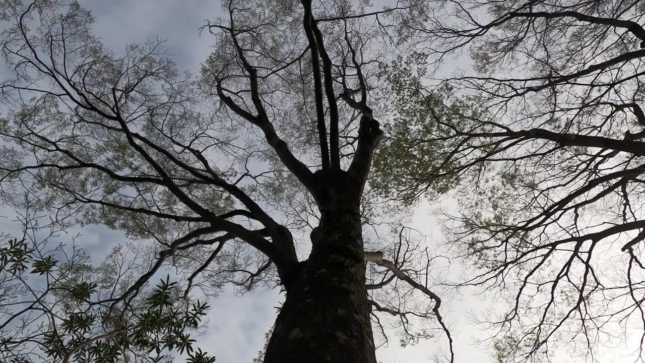 傍晚仰望一棵大树视频下载