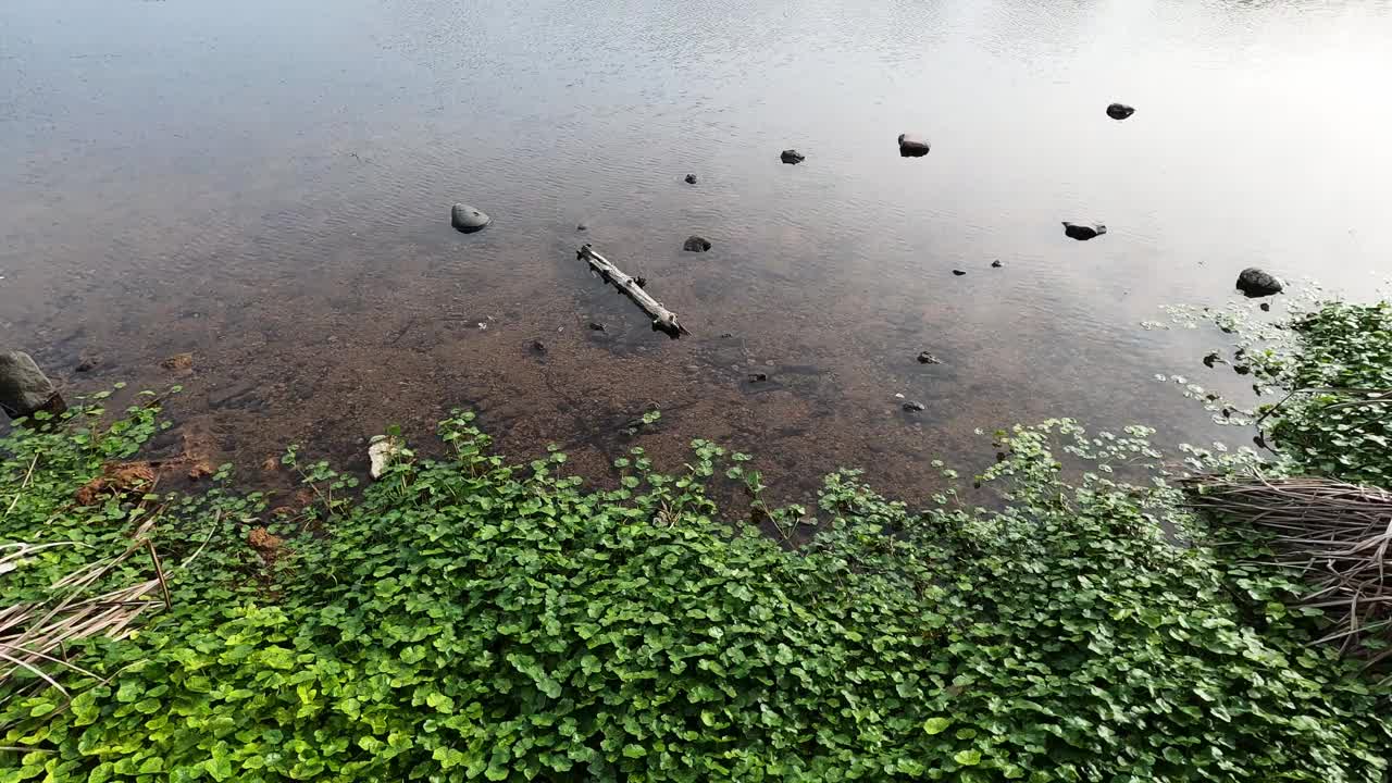 水边的植物在风中摇曳视频下载