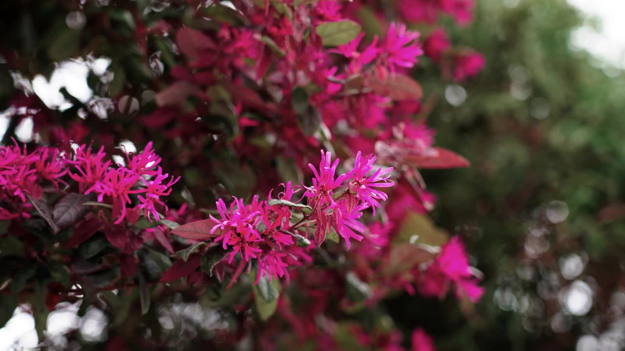 中国的一种开花灌木。粉红色的花朵视频素材