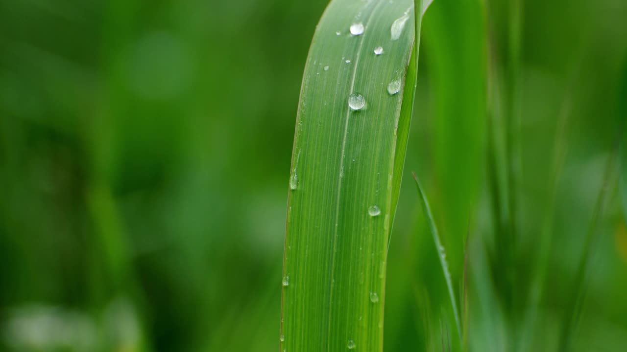 绿草带雨滴视频素材