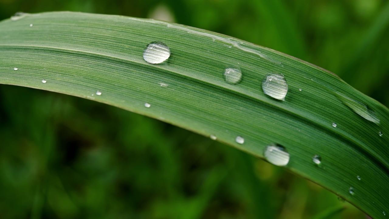 绿草带雨滴视频素材