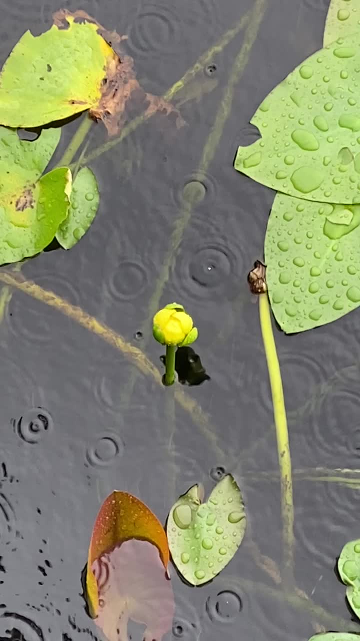 睡莲上的雨视频素材