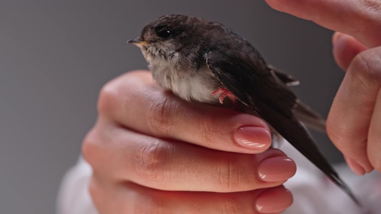 谷仓燕子- hirundo rustica在女性手中。被驯服的小鸟小鸡展开翅膀，在黑暗的工作室背景上教飞翔。特写镜头。鸟类学，自然，动物学概念。视频素材