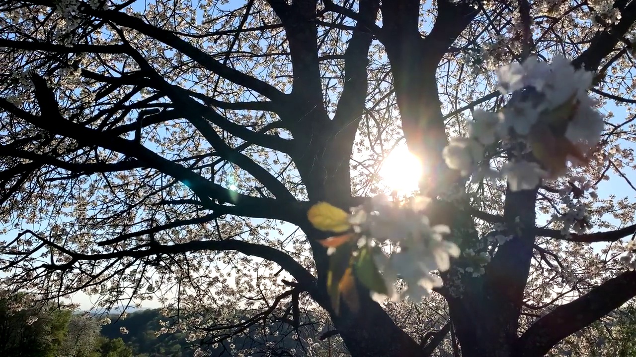 春花在阳光下翩翩起舞视频素材