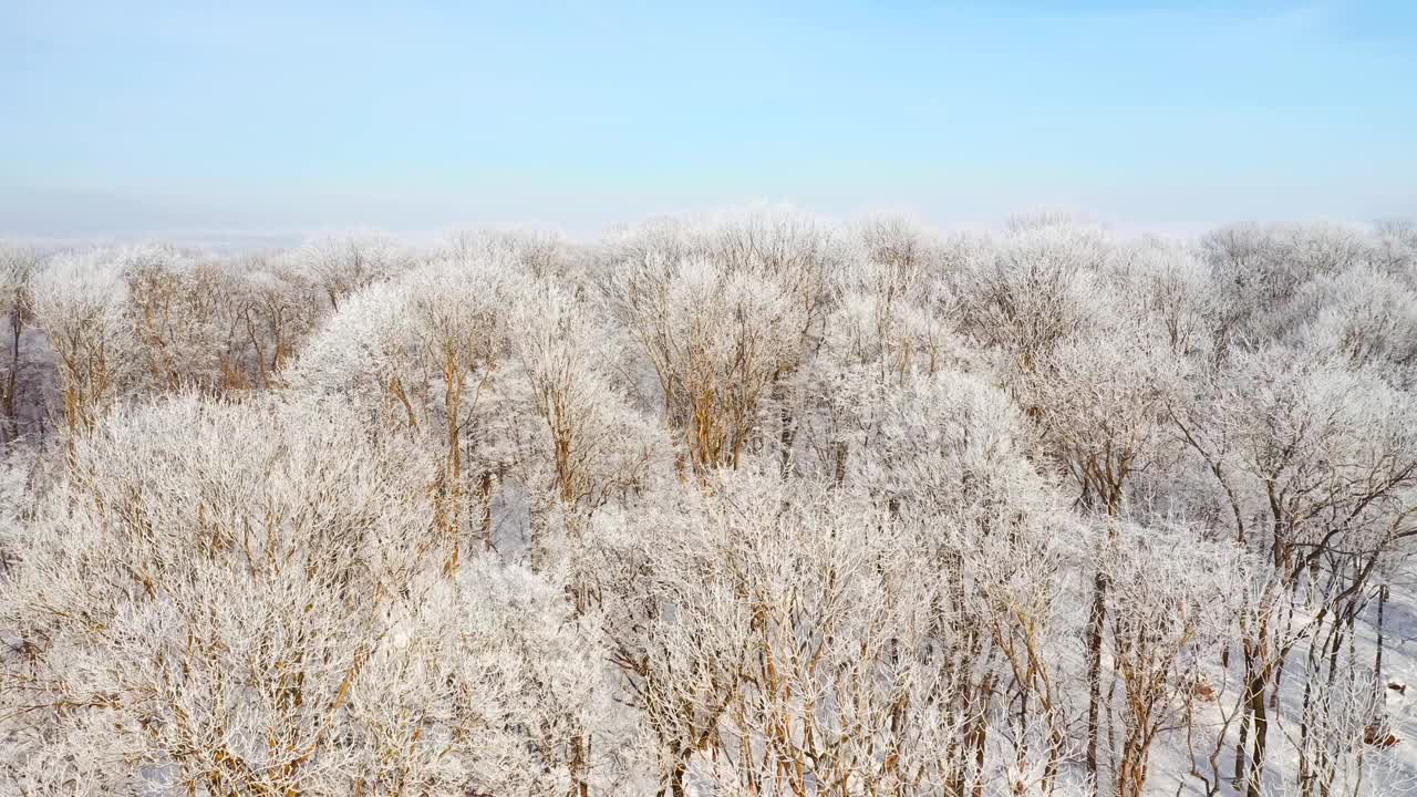 无人机在阳光明媚的日子里飞越雪林。视频素材