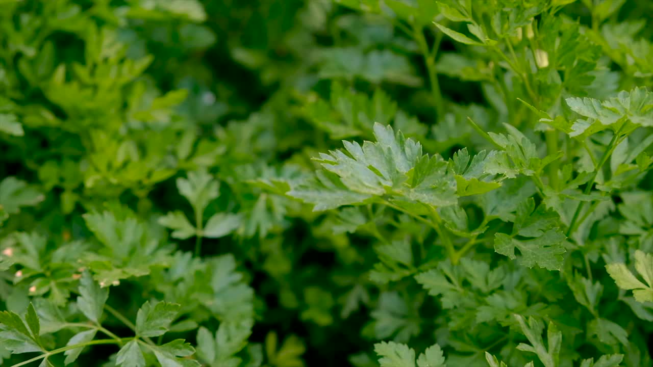 欧芹长在花园里。有选择性的重点。大自然。视频素材