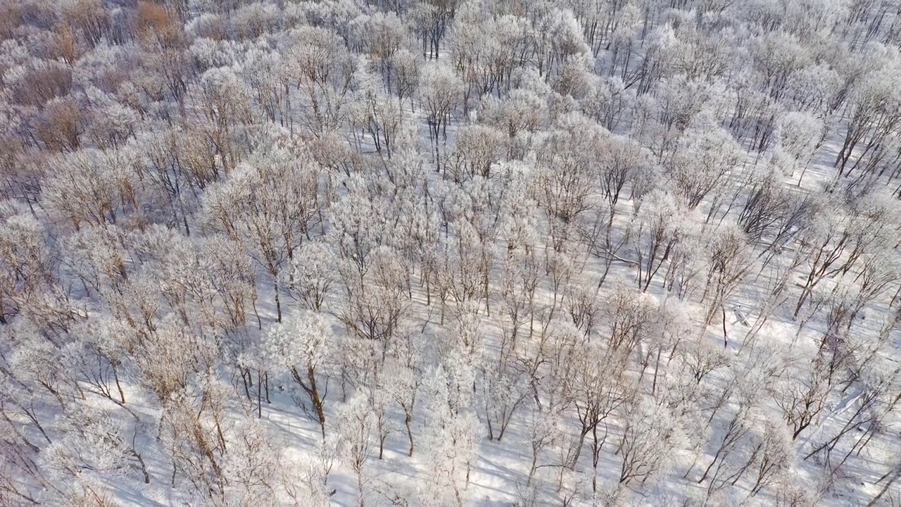 无人机在阳光明媚的日子里飞越雪林。视频素材