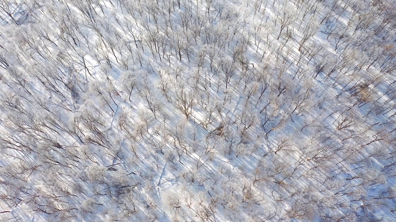 拍摄一架无人机在阳光明媚的日子里飞越雪林。视频素材