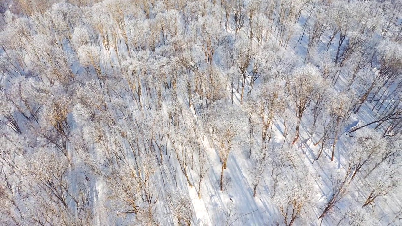 拍摄一架无人机在阳光明媚的日子里飞越雪林。视频素材