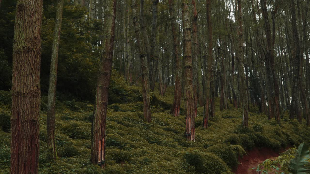 山上有一片长满绿树的森林视频素材