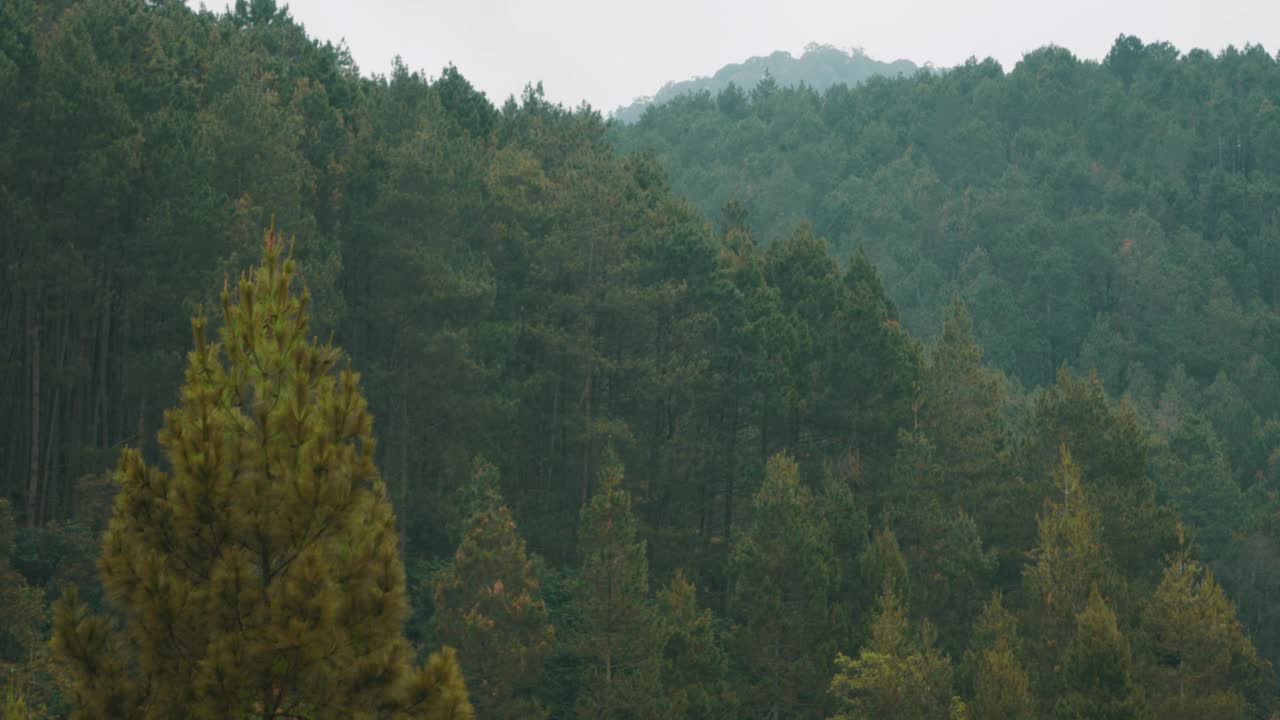 山上有一片长满绿树的森林视频素材
