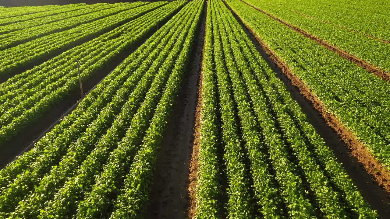 在温暖的晨光中，绿色的田野里种植着食物和农产品视频素材