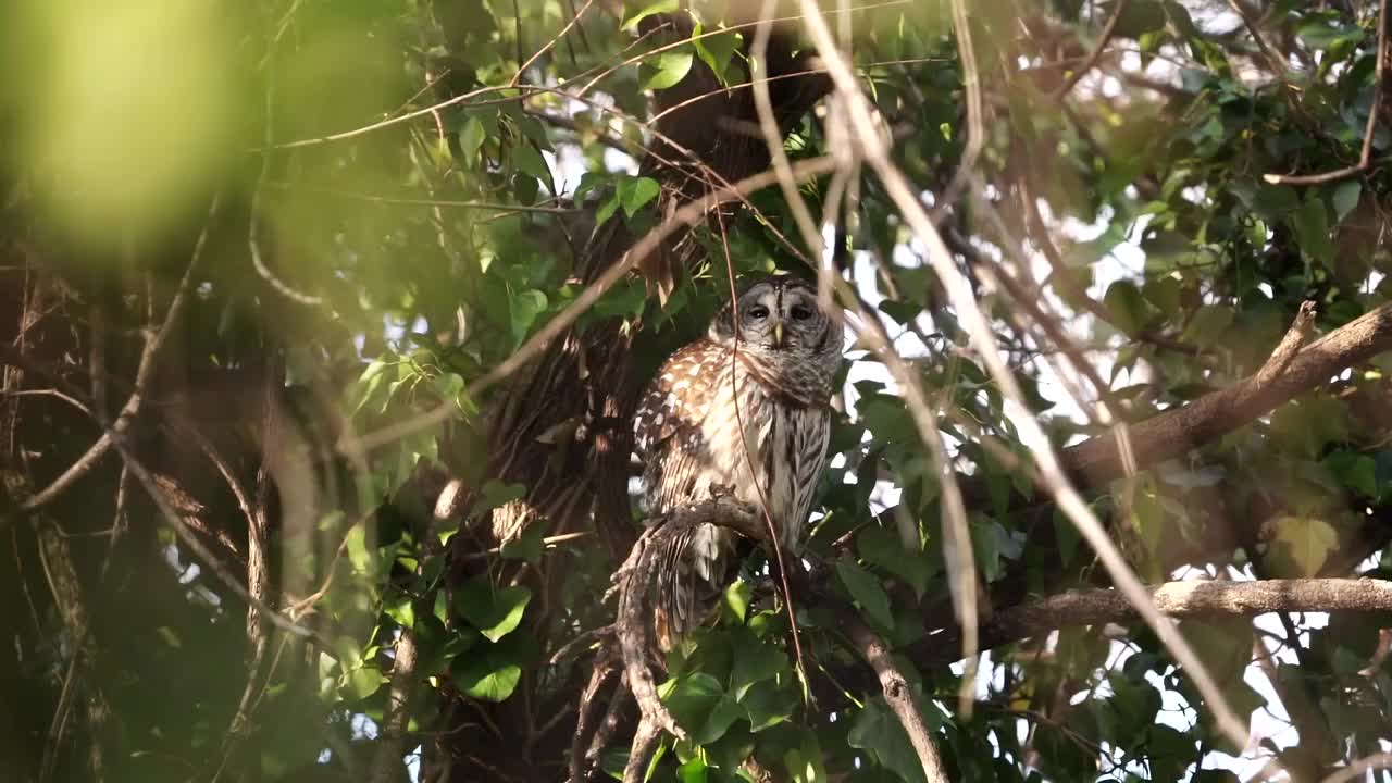 树上的条纹猫头鹰视频素材