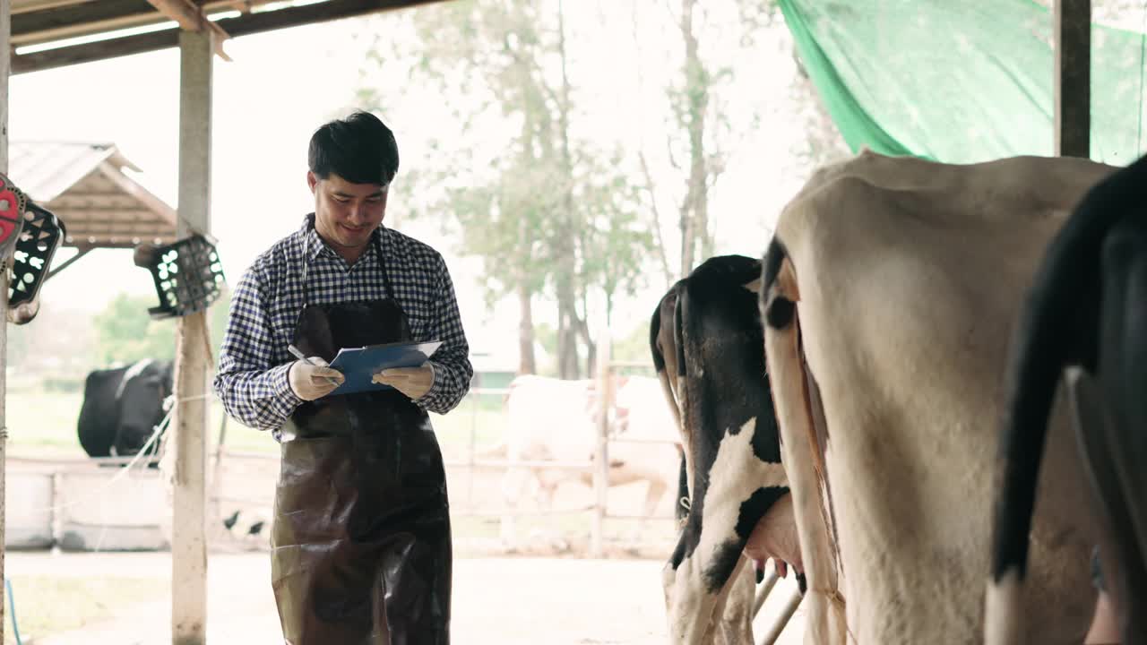 在奶牛农场的牛棚里与奶牛一起工作的农场主在马厩里使用叉子。视频素材