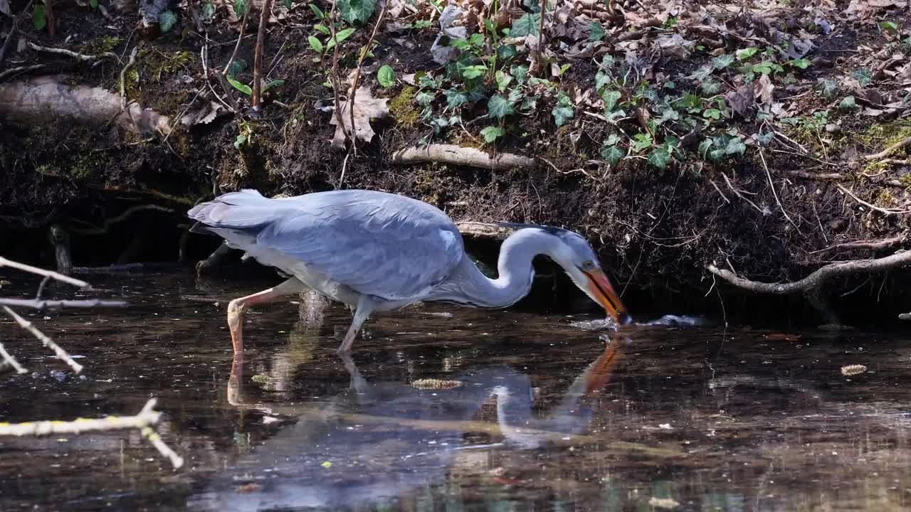 当一只苍鹭在流动的水中钓鱼时，Ardea cinerea成功钓到了一条鱼。视频素材