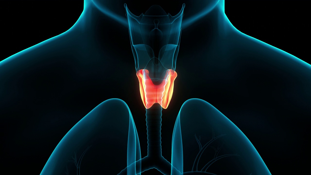 人体腺体甲状腺解剖动画概念视频素材
