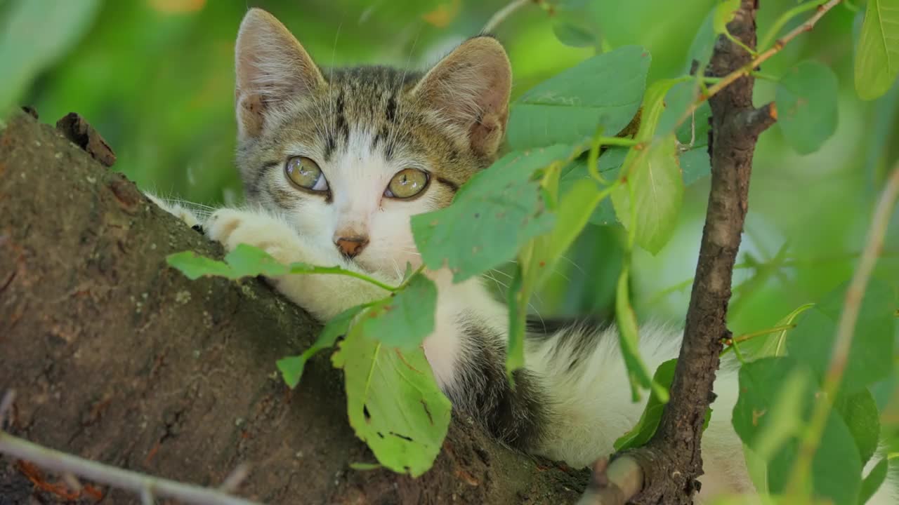 流浪猫在树枝上。流浪猫是一种生活在户外，避免人类接触的无人拥有的家猫:它不允许自己被处理或触摸，并且始终远离人类。视频素材