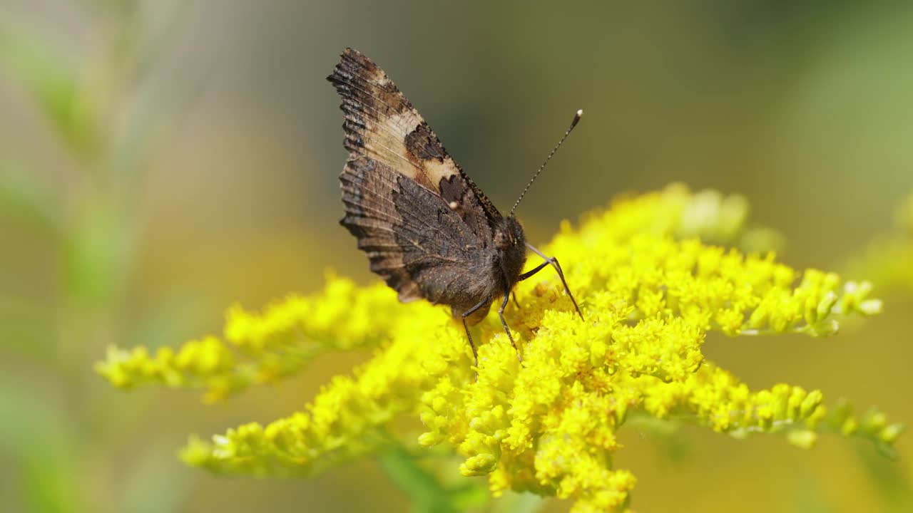 小玳瑁蝴蝶(Aglais urticae, Nymphalis urticae)是一种彩色的欧亚蛱蝶科蝴蝶。这是一种中等大小的蝴蝶，主要是红橙色。视频素材