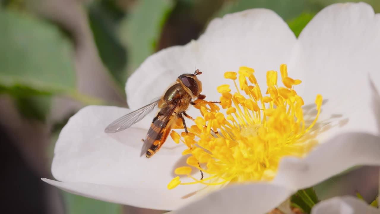 食蚜蝇，花蝇或食蚜蝇，昆虫科食蚜蝇科。它们把自己伪装成危险的昆虫黄蜂和蜜蜂。许多种类的成虫主要以花蜜和花粉花为食。视频素材