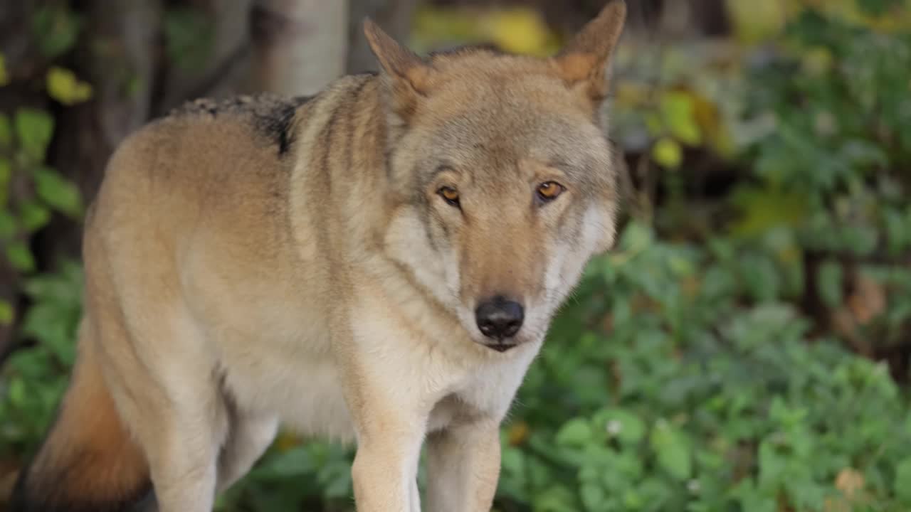 狼(Canis lupus)，又称灰狼，是现存最大的犬科成员。狼是犬科动物中最大的野生成员。视频素材