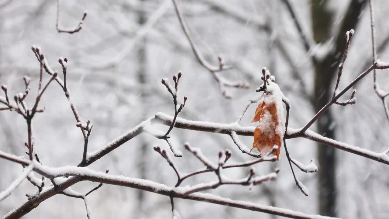 树枝在雪花的背景下。雪花飘落在冬日的风景中。视频素材