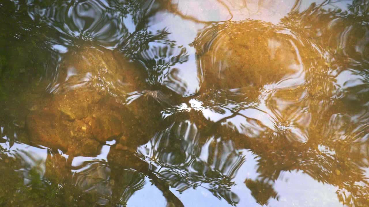 普通的池塘滑冰者或普通的水黾(Gerris lacustris)在水面上以慢动作4K运行。关闭了。视频下载