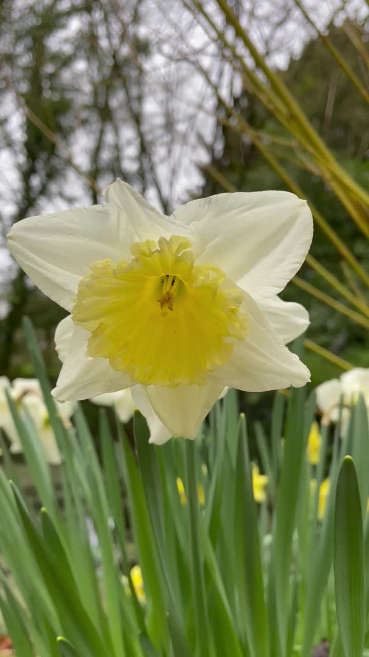 水仙花视频素材