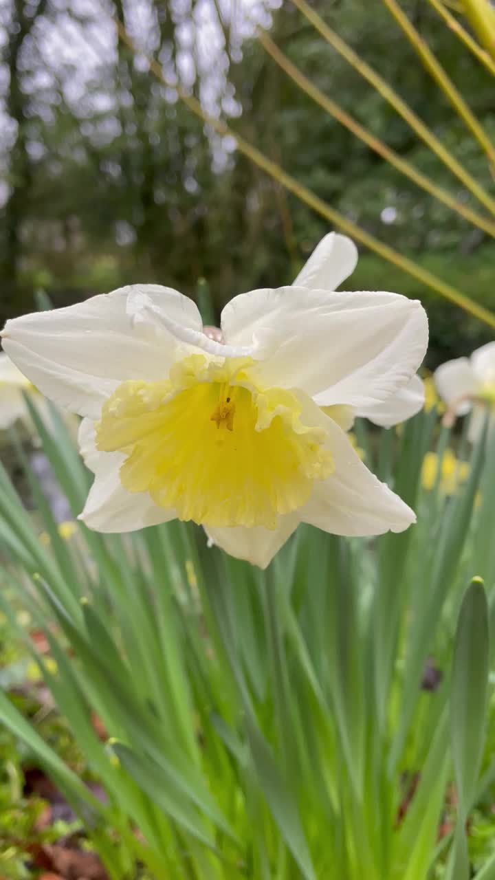 水仙花视频素材