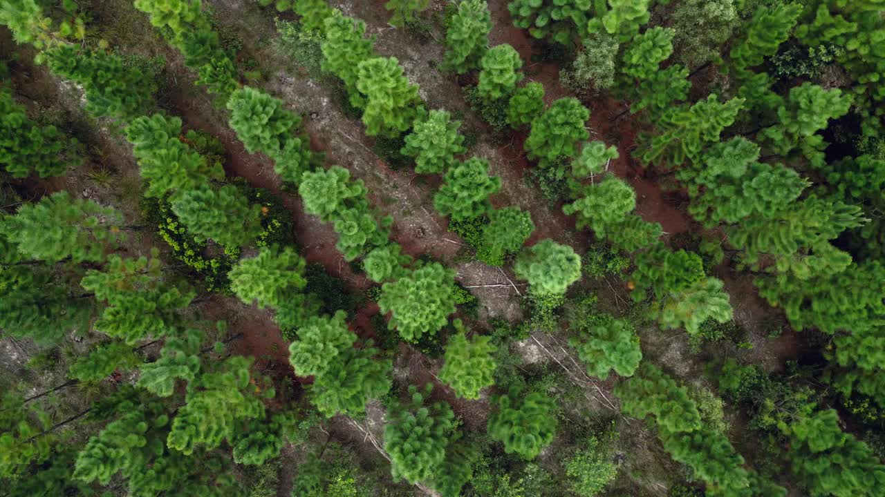 白天，澳大利亚昆士兰州阳光海岸森林中绿色树木的俯视图视频素材