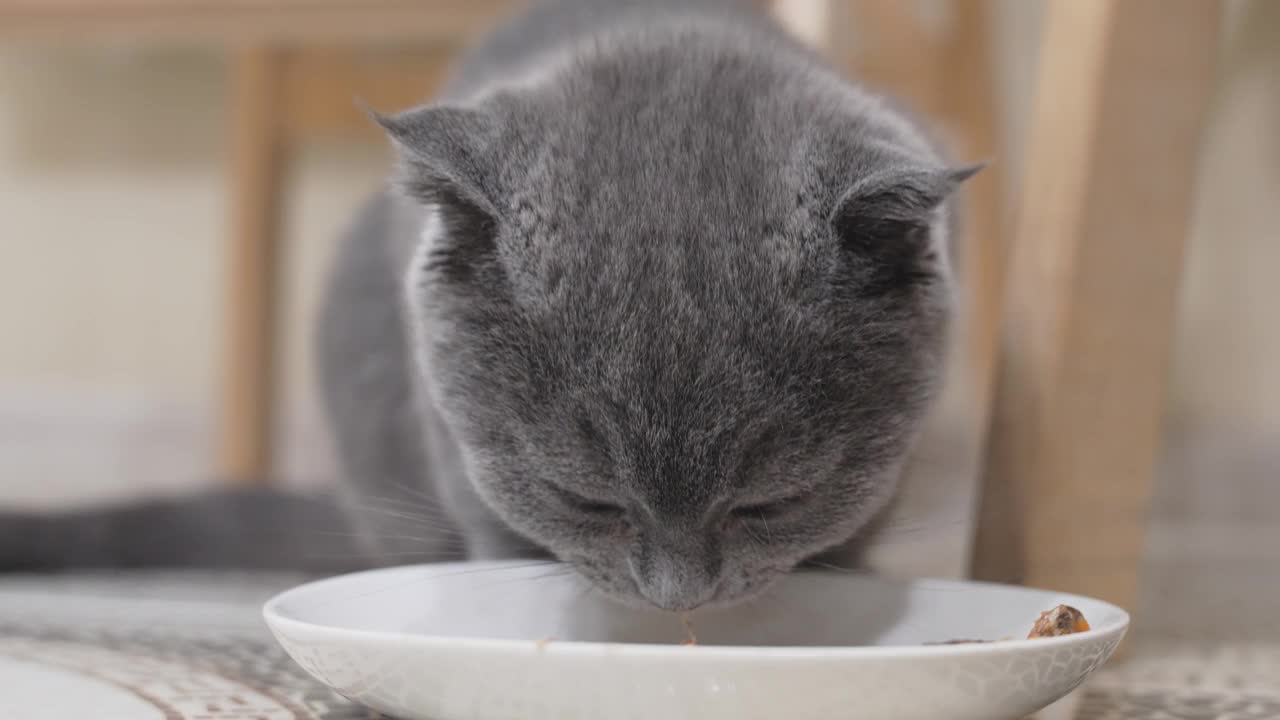 一只可爱有趣的英国短毛猫的小猫正在吃碟子里的食物。视频素材