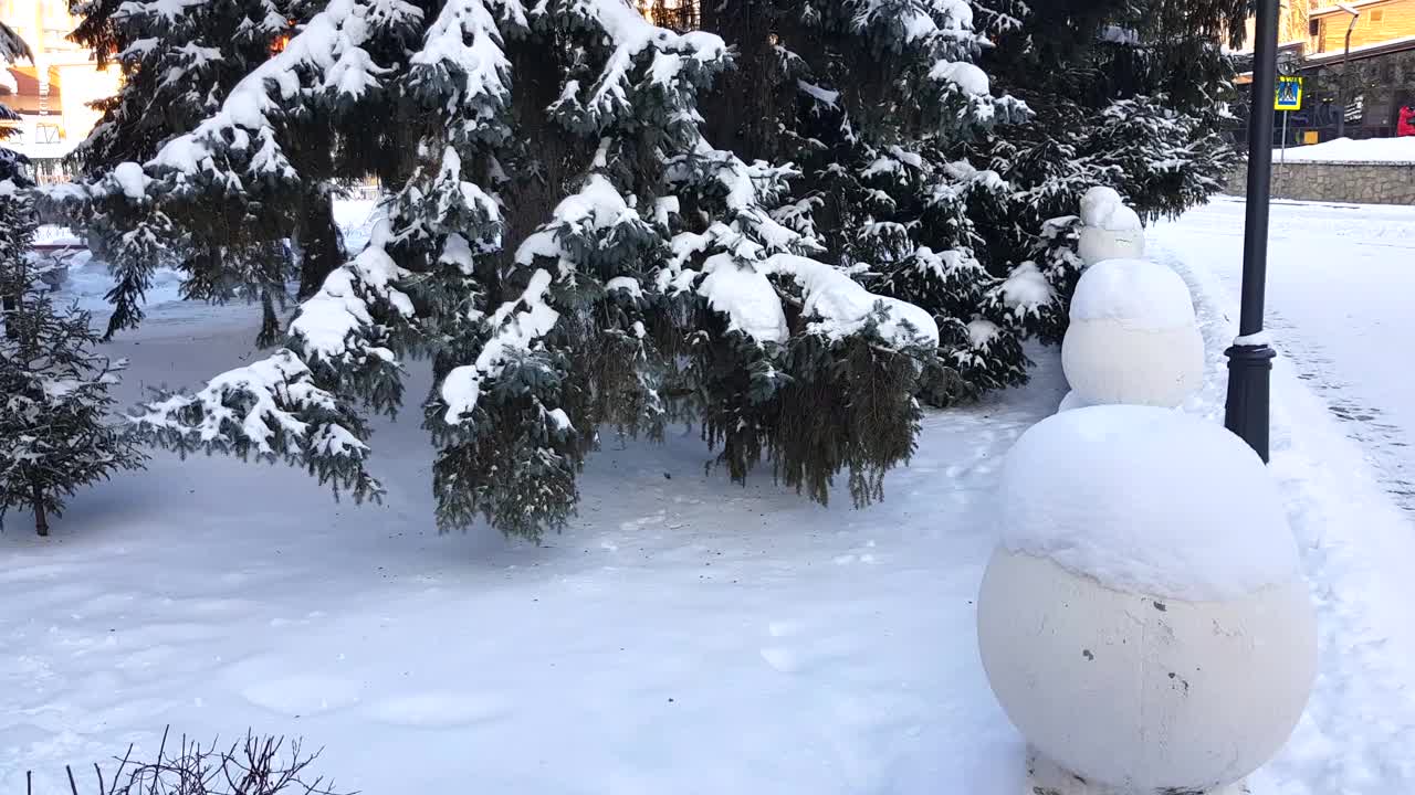 4k，视频，缓慢的摄像机沿着雪覆盖的高大冷杉树移动。冬天的背景视频素材