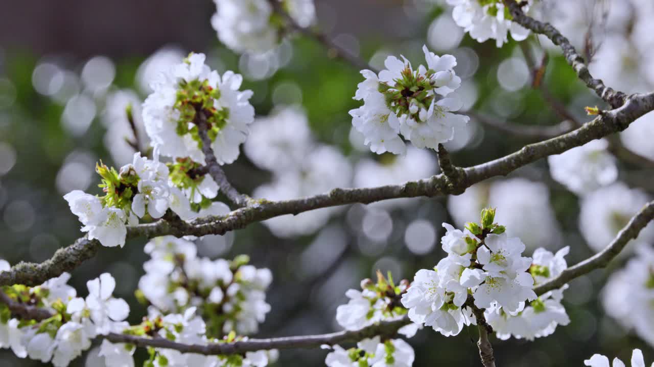 樱花视频素材