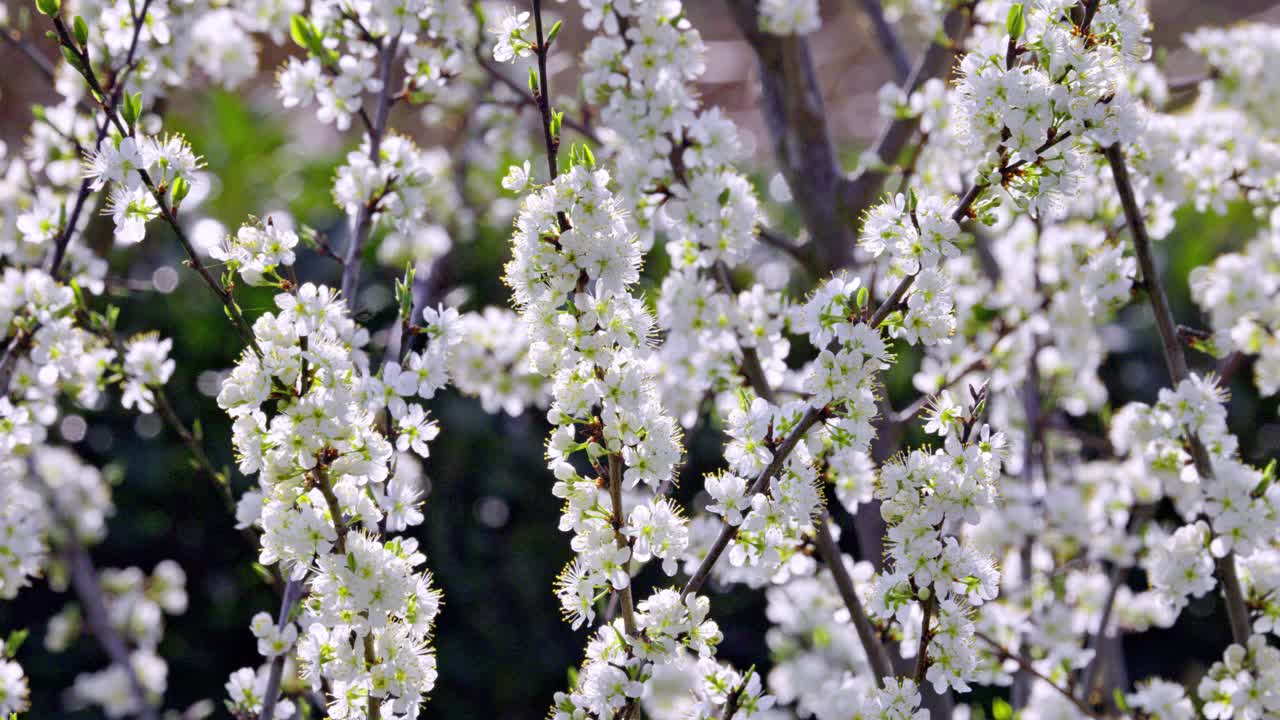 春天，米拉贝利花盛开视频素材